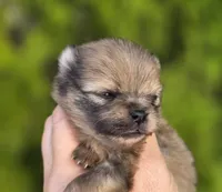 Gelato AKC blue eye, a male Pomeranian for sale in Redding, CA – 8 of 10