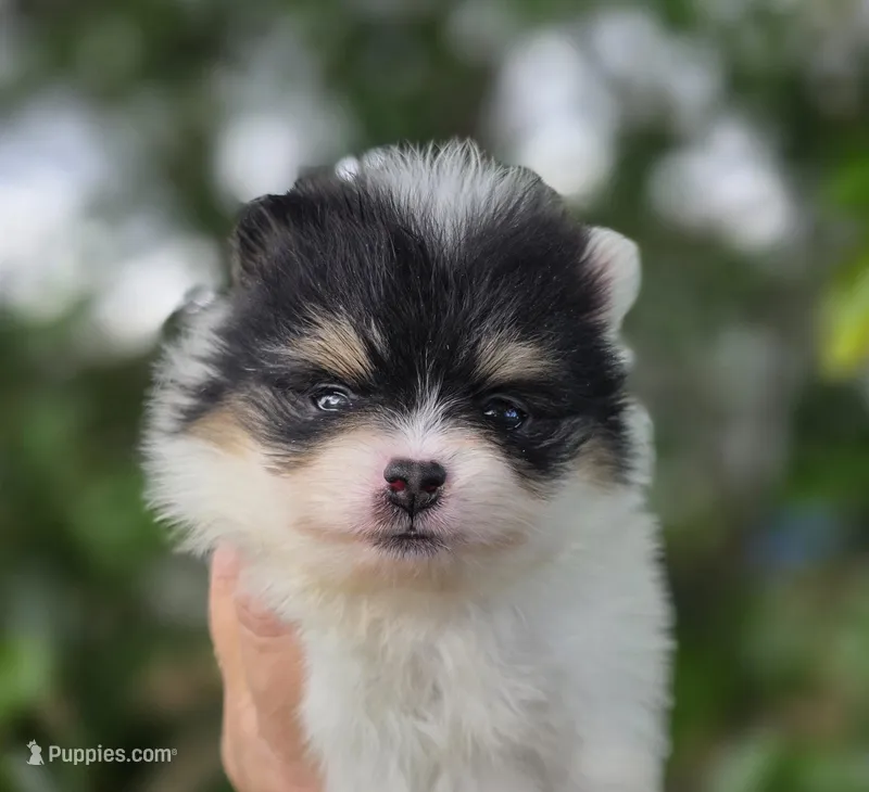 Zorro  – Pomeranian puppy for sale in Redding, CA