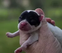 Zorro , a male Pomeranian for sale in Redding, CA – Photo 4 of 7