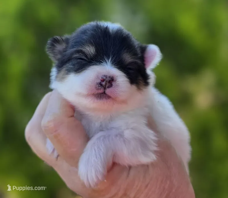 Zorro  – Pomeranian puppy for sale in Redding, CA