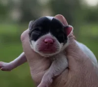 Zorro , a male Pomeranian for sale in Redding, CA – Photo 1 of 7