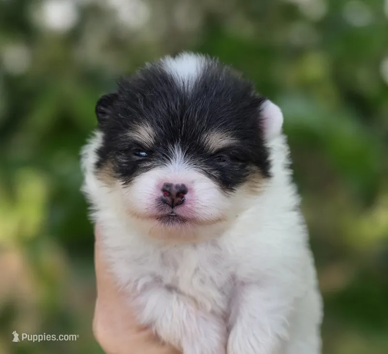 Zorro  – Pomeranian puppy for sale in Redding, CA