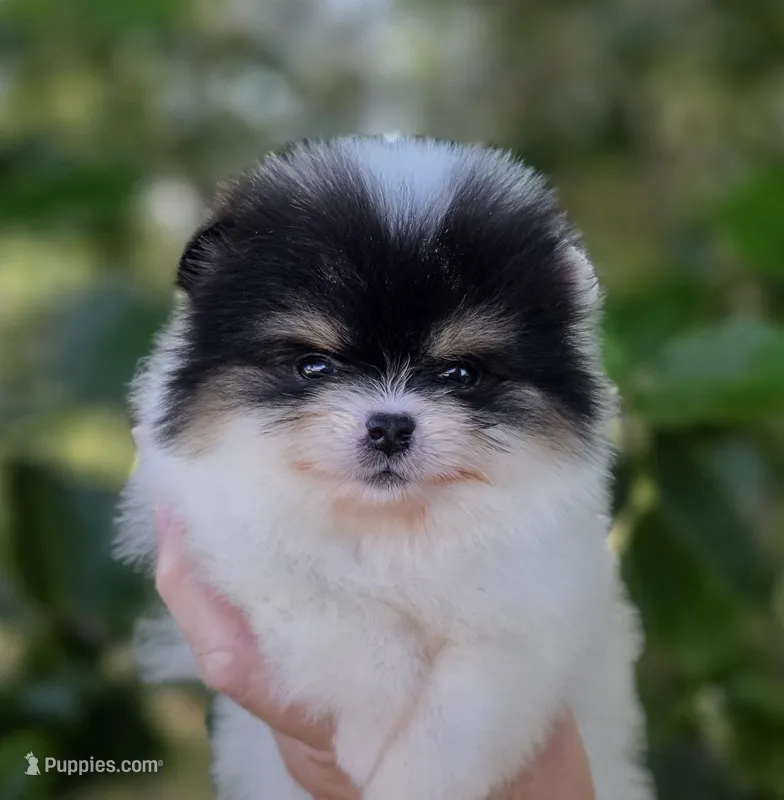 Zorro  – Pomeranian puppy for sale in Redding, CA