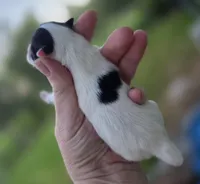 Zorro , a male Pomeranian for sale in Redding, CA – Photo 5 of 7