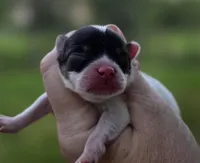 Zorro , a male Pomeranian for sale in Redding, CA – Photo 3 of 7