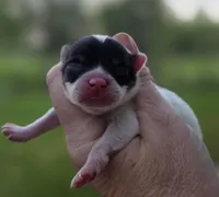 Zorro , a male Pomeranian for sale in Redding, CA – Photo 2 of 7