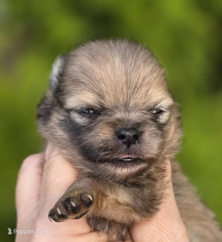 Gelato AKC  – Pomeranian puppy for sale in Redding, CA