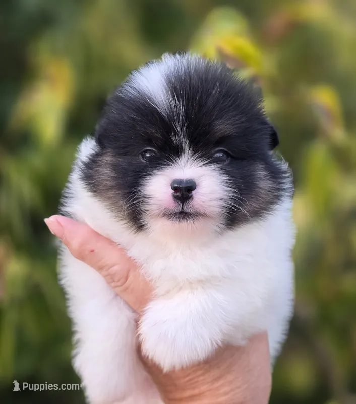 Zion  – Pomeranian puppy on hold in Redding, CA