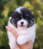 Zion , a male Pomeranian for sale in Anderson, CA – 1 of 7