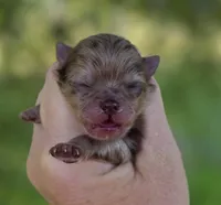 Cadbury , a male Pomeranian for sale in Redding, CA – Photo 2 of 9