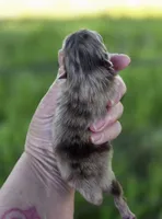 Cadbury , a male Pomeranian for sale in Redding, CA – Photo 7 of 9