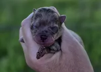 Cadbury , a male Pomeranian for sale in Redding, CA – Photo 4 of 9