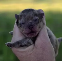 Cadbury , a male Pomeranian for sale in Redding, CA – Photo 3 of 9
