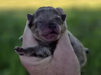 Cadbury , a male Pomeranian for sale in Redding, CA – Photo 6 of 9