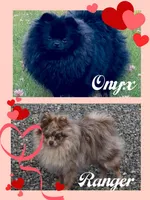 Cadbury , a male Pomeranian for sale in Redding, CA – Photo 9 of 9