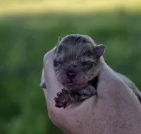 Cadbury , a male Pomeranian for sale in Redding, CA – Photo 8 of 9