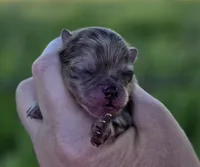 Cadbury , a male Pomeranian for sale in Redding, CA – Photo 5 of 9