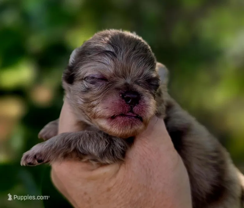 Cadbury  – Pomeranian puppy for sale in Redding, CA