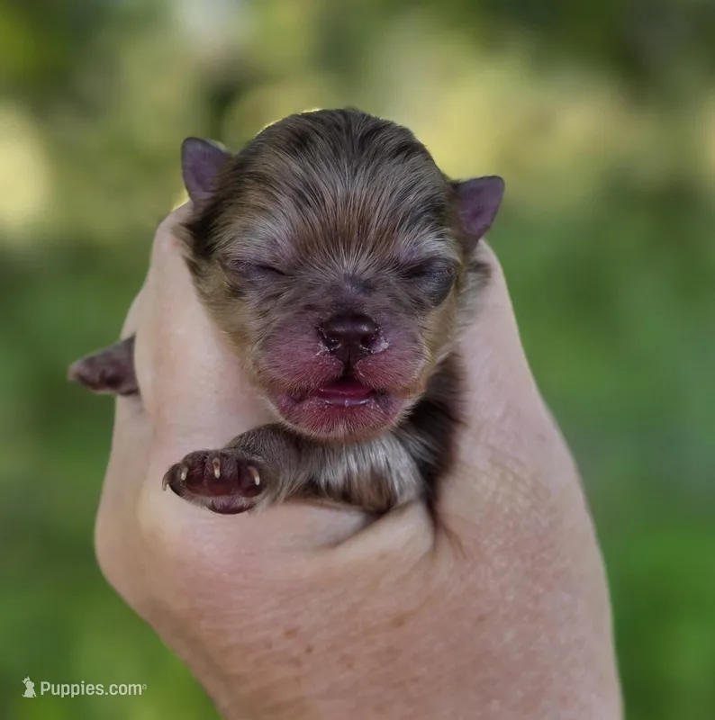Cadbury  – Pomeranian puppy for sale in Redding, CA
