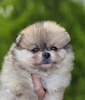 DaVinci , a male Pomeranian for sale in Anderson, CA – 2 of 10