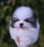 Gabriel, a male Pomeranian for sale in Anderson, CA – 4 of 9