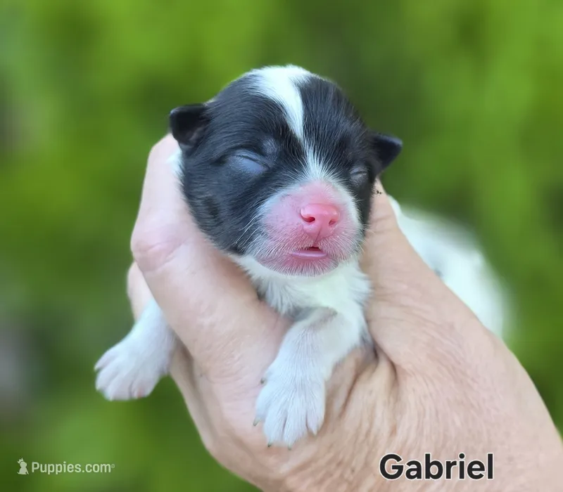Gabriel – Pomeranian puppy for sale in Redding, CA