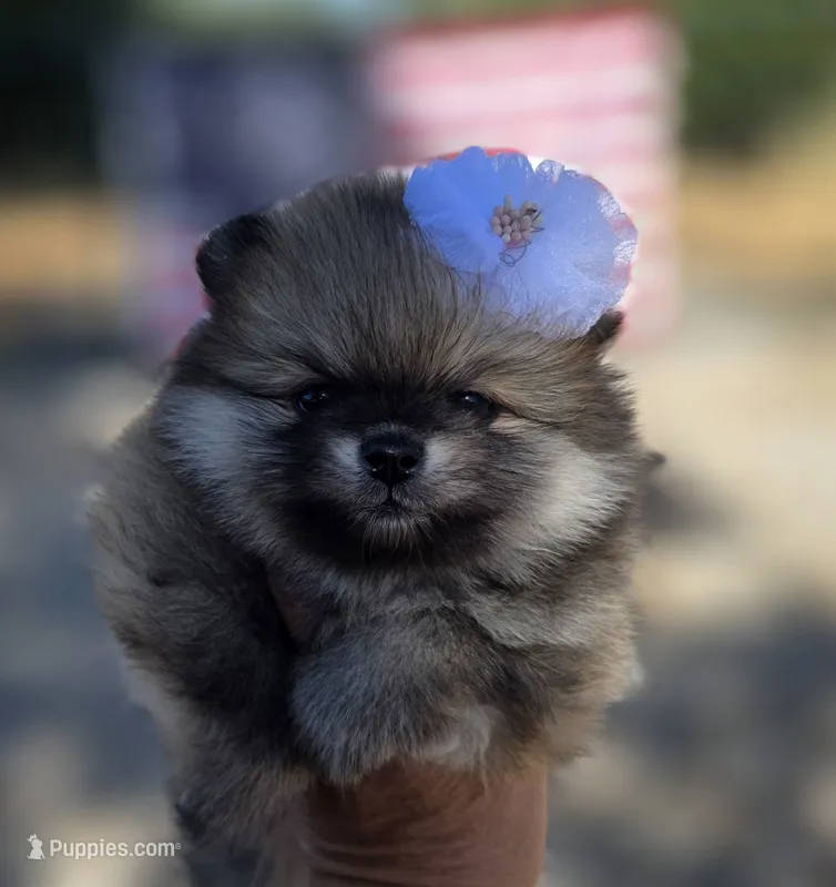 Liberty  – Pomeranian puppy for sale in Redding, CA