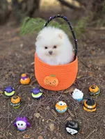 Prodigal Son Beaver AKC , a male Pomeranian for sale in Redding, CA – 2 of 9