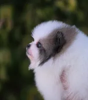Gabriel, a male Pomeranian for sale in Anderson, CA – 7 of 9