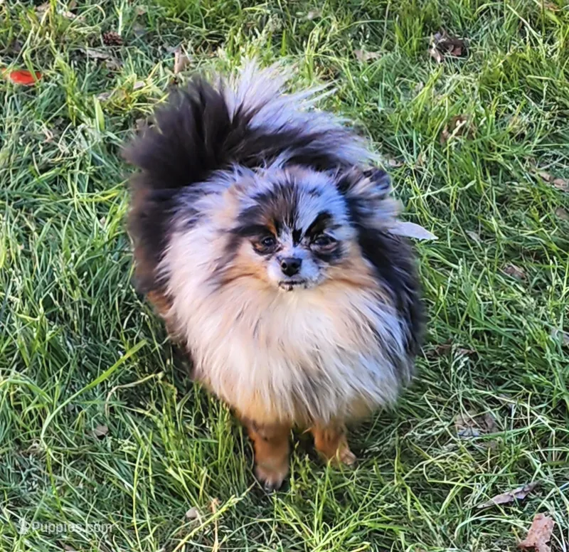 Prada – Pomeranian puppy for sale in Redding, CA