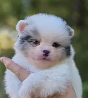 Angelo Blue Eyes, a male Pomeranian for sale in Redding, CA – 9 of 10