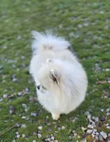 Kopa , a male Pomeranian for sale in Redding, CA – 5 of 6