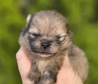 Gelato AKC blue eye, a male Pomeranian for sale in Redding, CA – 5 of 10