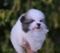 Gabriel, a male Pomeranian for sale in Anderson, CA – 5 of 9