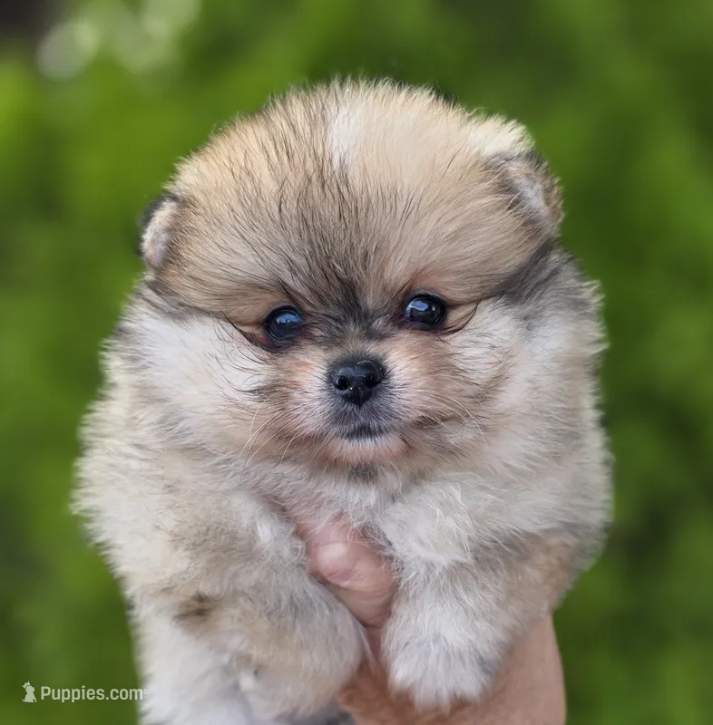 DaVinci  – Pomeranian puppy for sale in Anderson, CA
