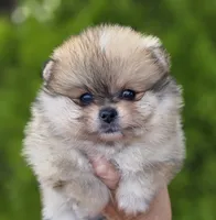 DaVinci , a male Pomeranian for sale in Anderson, CA – 1 of 10
