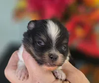 Poet AKC , a male Pomeranian for sale in Redding, CA – 3 of 8