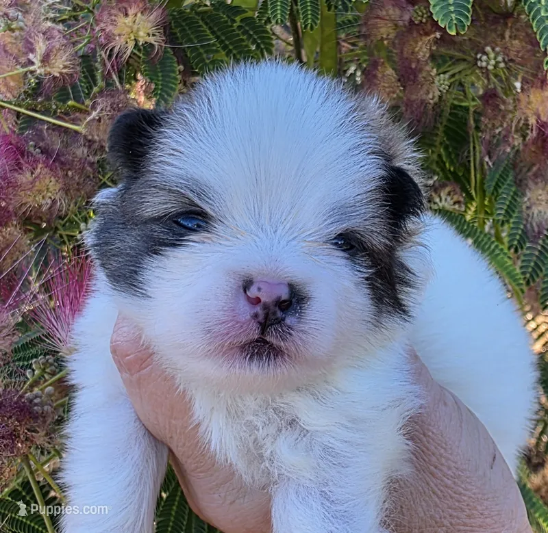 Nirvana  – Pomeranian puppy for sale in Redding, CA
