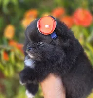 Mona Lisa AKC , a female Pomeranian for sale in Redding, CA – 3 of 10