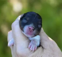Rumor AKC, a female Pomeranian for sale in Redding, CA – 5 of 9