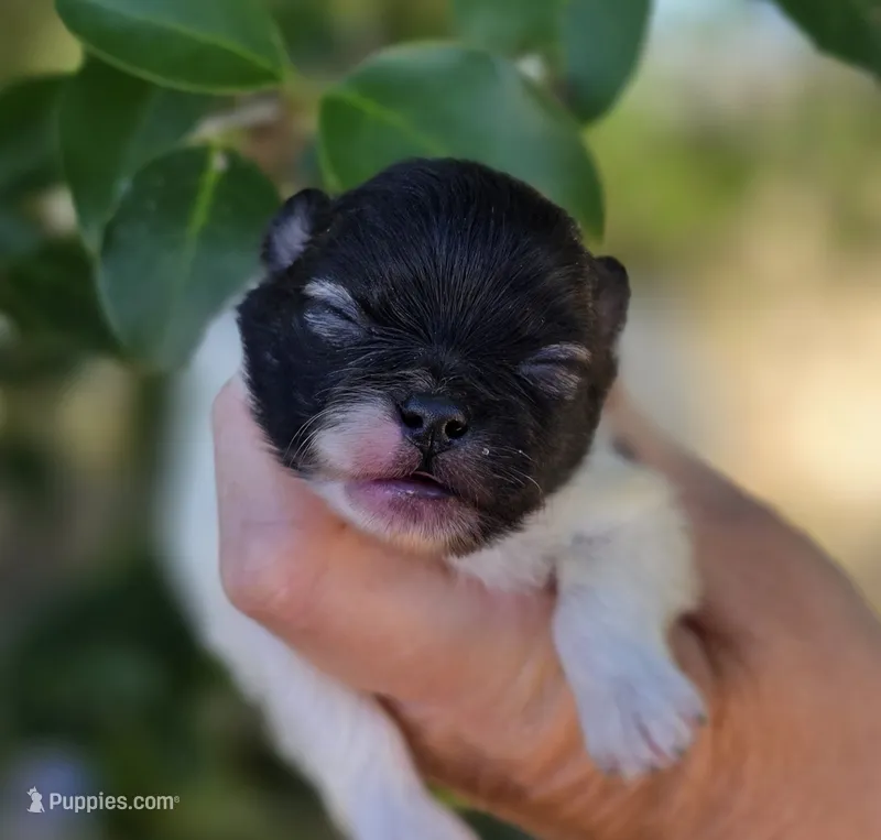 America  – Pomeranian puppy for sale in Redding, CA
