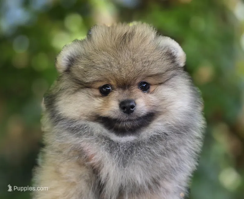 Rory – Pomeranian puppy for sale in Redding, CA