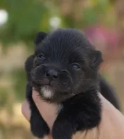 Mona Lisa , a female Pomeranian for sale in Anderson, CA – 3 of 8