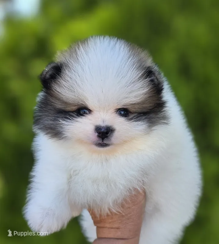 Gabriel – Pomeranian puppy for sale in Anderson, CA