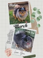 DaVinci , a male Pomeranian for sale in Redding, CA – Photo 3 of 3