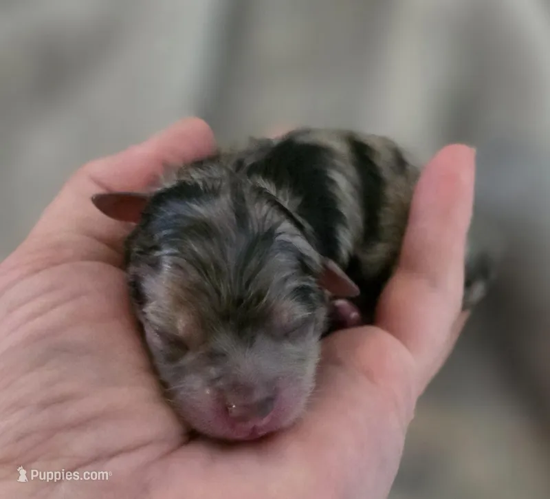 DaVinci  – Pomeranian puppy on hold in Redding, CA