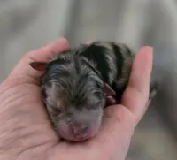 DaVinci , a male Pomeranian for sale in Redding, CA – Photo 1 of 3