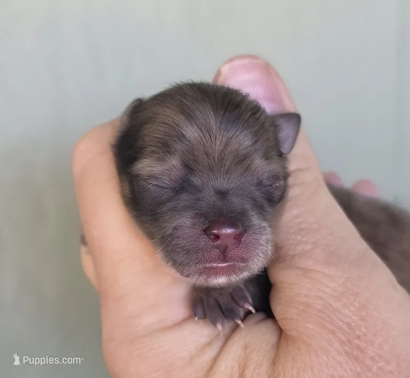 Gelato  – Pomeranian puppy for sale in Redding, CA