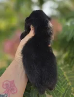 Mona Lisa , a female Pomeranian for sale in Anderson, CA – 6 of 8