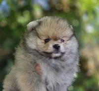Irish Rover , a male Pomeranian for sale in Redding, CA – 2 of 6